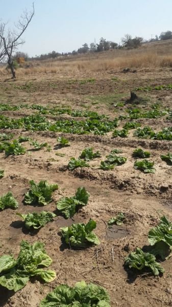 Rape and Tsunga vegetables for sale