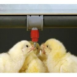 Chicken nipple drinkers for sale