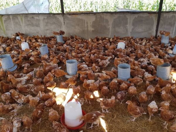 Hyline point of lay chickens for sale