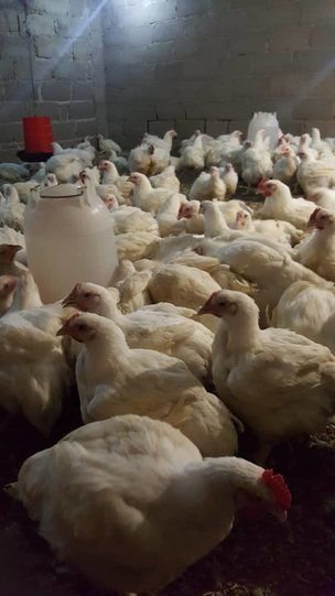 Broiler Chickens for sale in Bulawayo