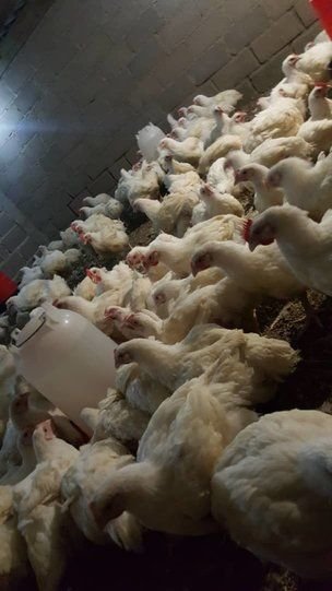 Broiler Chickens for sale in Bulawayo