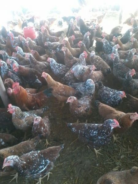 Boschveld roadrunner sales