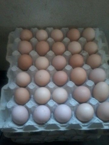 Boschveld roadrunner sales