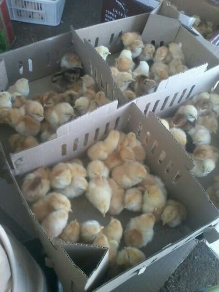 Boschveld roadrunner sales