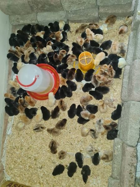 Black Australorp Day Old Chick’s