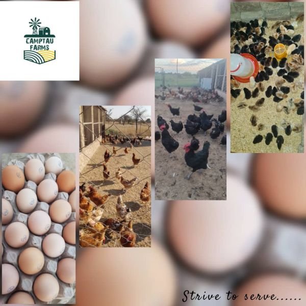 Agri Universe Zimbabwe - COM - Poultry Breeding & Genetics