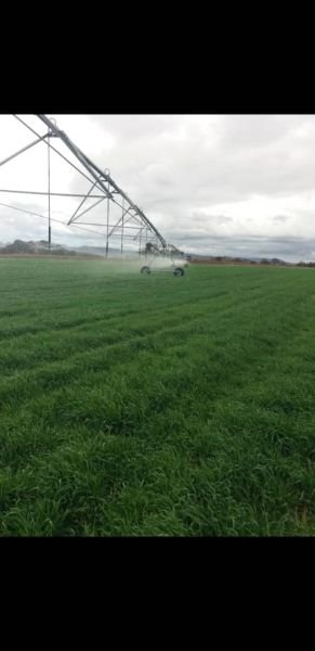 32 ha  fixed Zimmatic Centre Pivot for sale