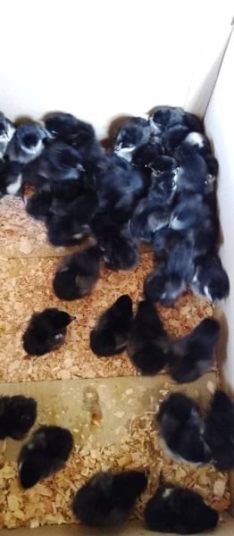 **Available Chicks For Sale* UPDATE UPDATE UPDATE    *Breed*  BLACK AUSTRALORP