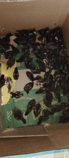 **Available Chicks For Sale* UPDATE UPDATE UPDATE    *Breed*  BLACK AUSTRALORP