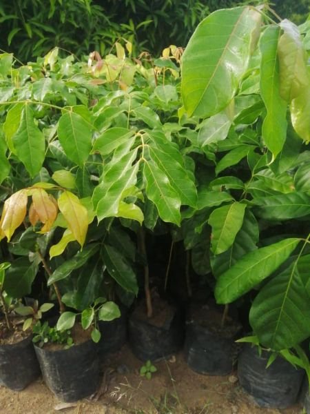 Red Mahogany & Pod Mahogany seedlings