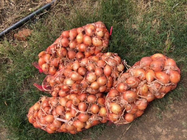 Dried onions