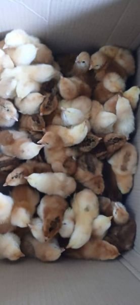 Rhode Island Red chicks for sale