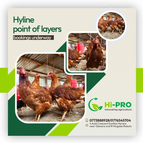 Hyline point of lay chickens for sale