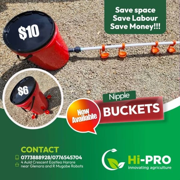 Poultry nipple bucket system