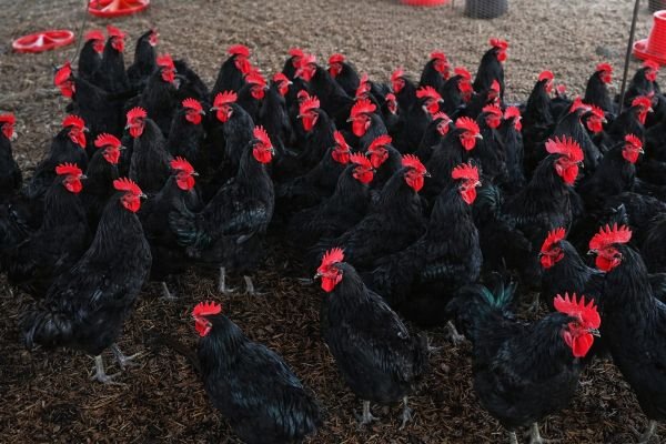 Black Australorp Roosters for sale