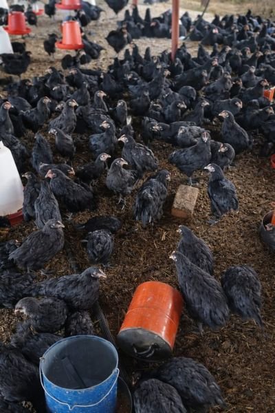 Quality 12-week-old Black Australorps available.