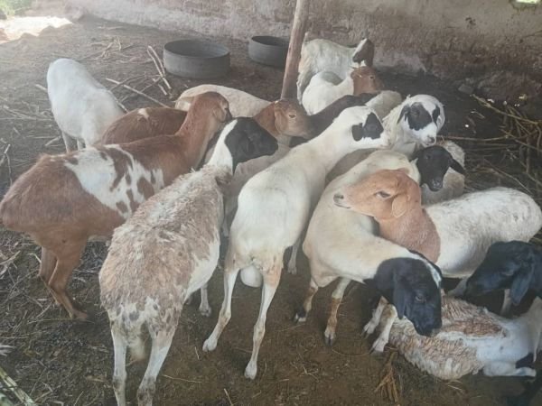 Sheep for sale in Nyabira