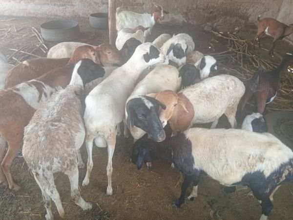 Sheep for sale in Nyabira