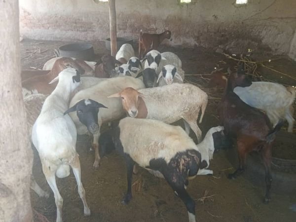 Sheep for sale in Nyabira