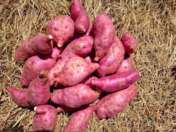 Sweet Potatoes for sale