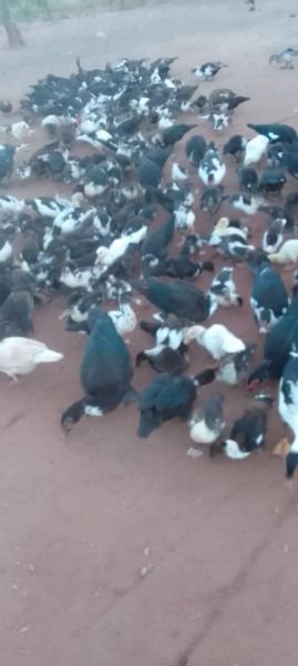 Muscovy Ducks for sale