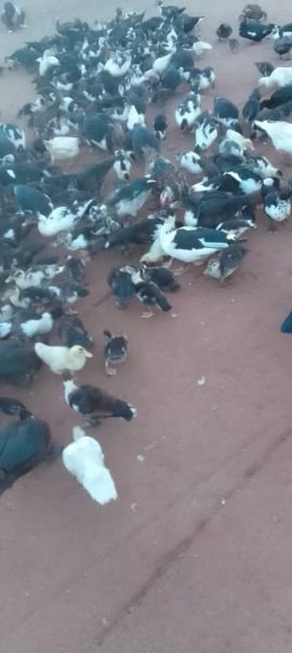 Muscovy Ducks for sale