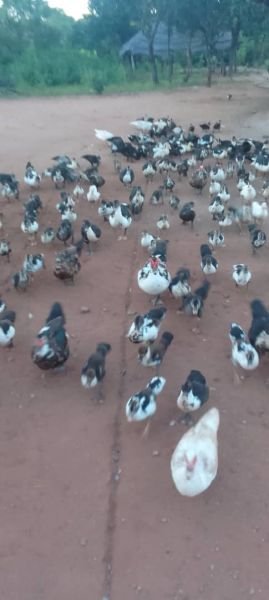 Muscovy Ducks for sale