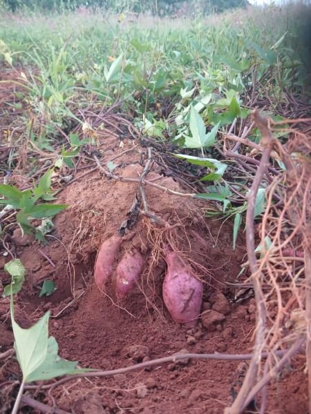 Sweet potatoes for sale in Musiwa