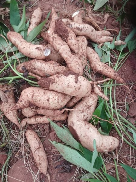 Sweet potatoes for sale in Musiwa