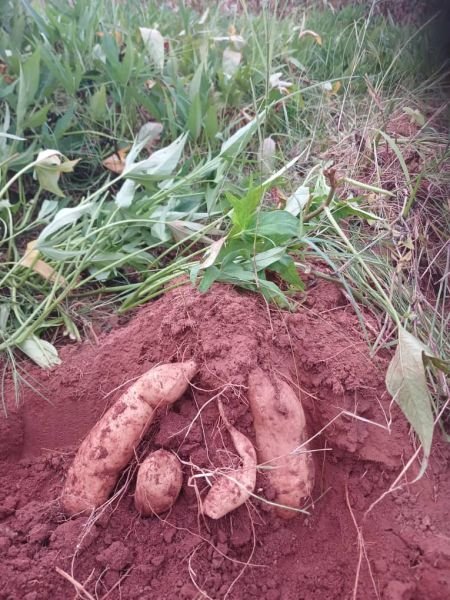 Sweet potatoes for sale in Musiwa