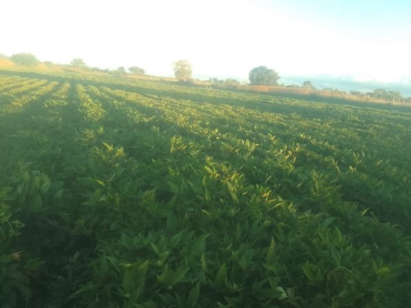 Sweet potatoes for sale in Zhombe, Kwekwe