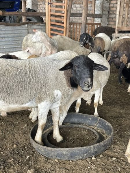 Dorper Ram