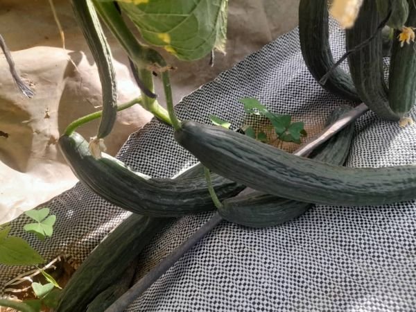 Cucumbers for sale in Glen Lorne