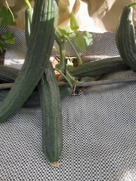 Cucumbers for sale in Glen Lorne