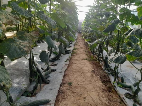 Cucumbers for sale in Glen Lorne