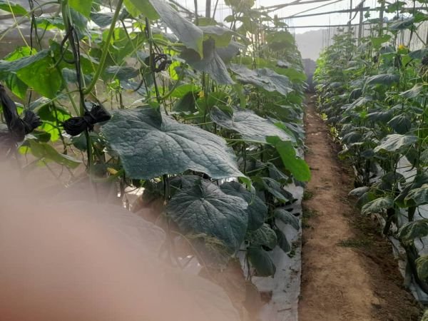 Cucumbers for sale in Glen Lorne