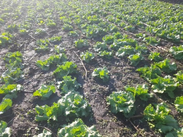 Lettuce for sale in Glen Lorne