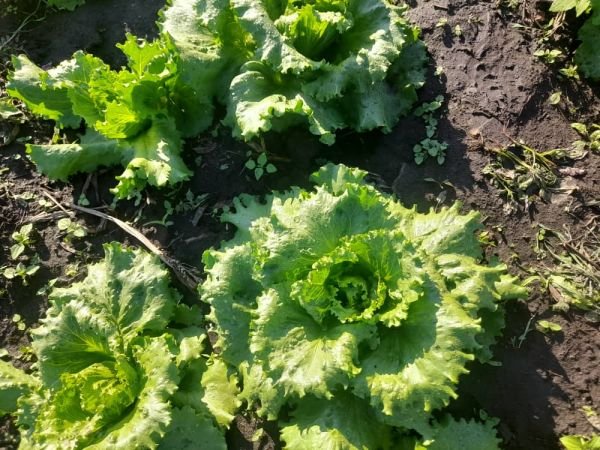 Lettuce for sale in Glen Lorne