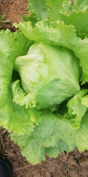 Lettuce for sale in Harare