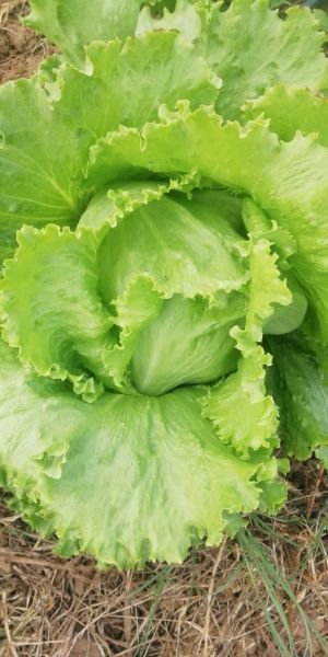 Lettuce for sale in Harare