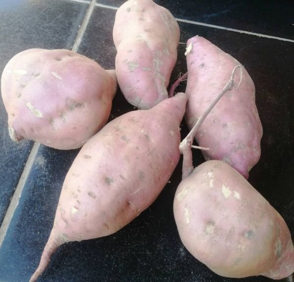Sweet potatoes for sale in Mhondoro Ngezi