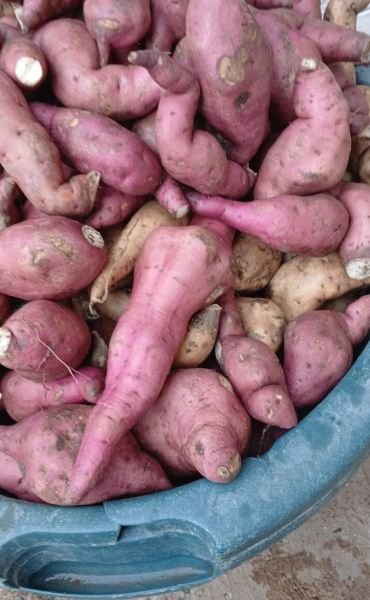 Sweet potatoes for sale in Harare