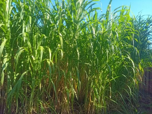 Super Napier Grass / Pakchong 1 Hybrid Napier Cuttings