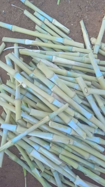 Super Napier Grass / Pakchong 1 Hybrid Napier Cuttings