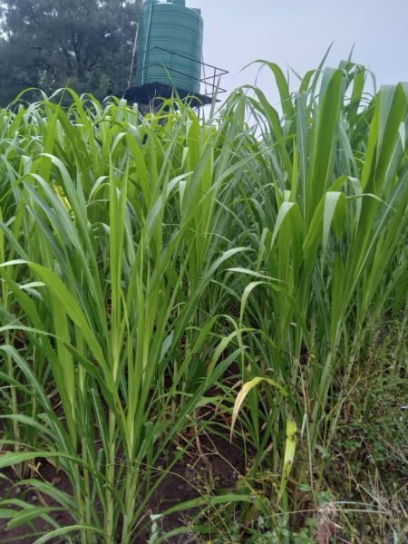 Super Napier Grass / Pakchong 1 Hybrid Napier Cuttings