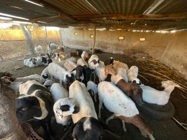 Sheep for sale at Nyabira plots
