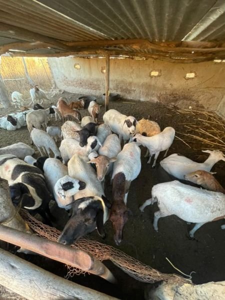 Sheep for sale at Nyabira plots