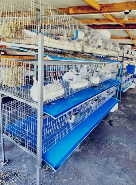 Commercial Rabbit Cages & Sheds | White Meat Company
