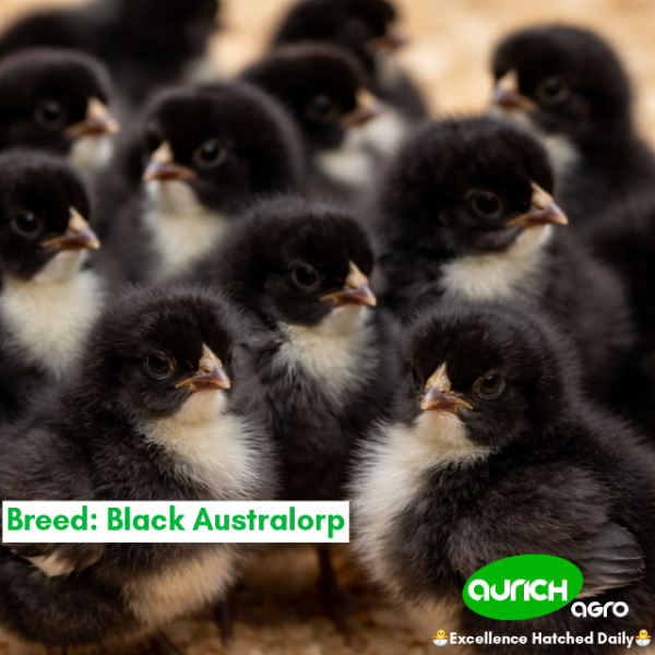 Free-Range Day-Old Chicks