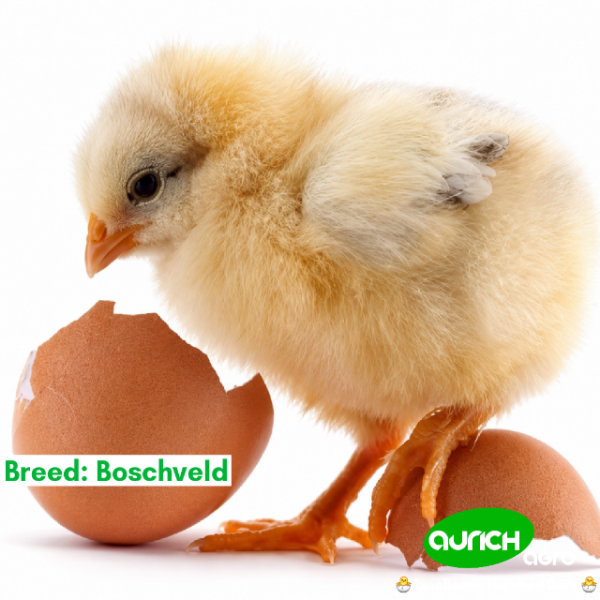 Free-Range Day-Old Chicks